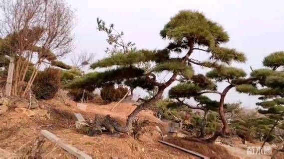 28公分造型黑松