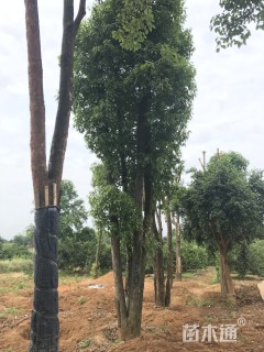 70公分多杆香樟