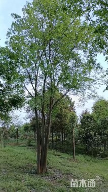 50公分(5杆)丛生朴树