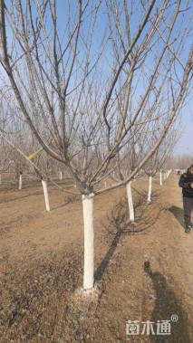 12公分染井吉野樱