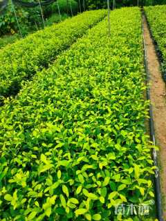 高度30厘米黄金榕