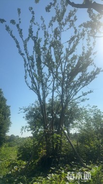 75公分(6杆)丛生朴树