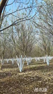 高度500厘米丛生三角枫