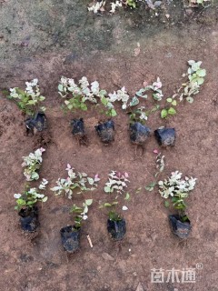 40厘米花叶络石