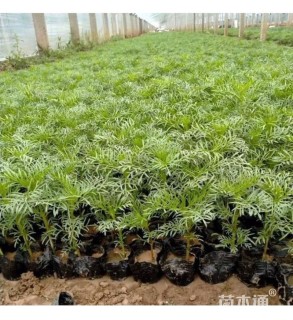 高度20厘米波斯菊