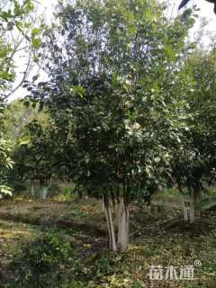 10公分(4杆)丛生香泡