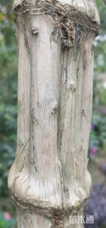 150公分紫薇花瓶