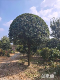 20公分高杆桂花