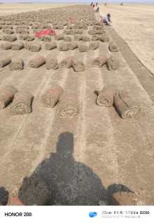 草毯状百慕大草