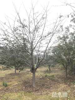 27公分染井吉野樱