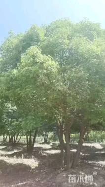 60公分(3杆)丛生香樟