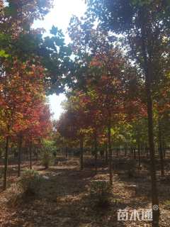 12公分美国红枫