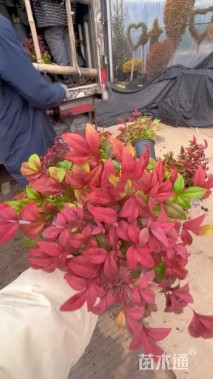 高度20厘米火焰南天竹