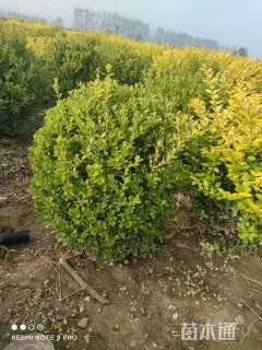 冠幅80厘米小叶黄杨球