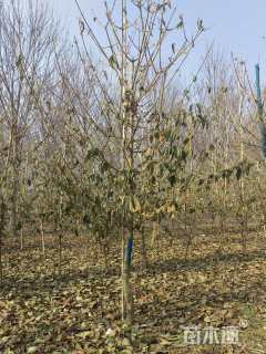 高度250厘米木本绣球