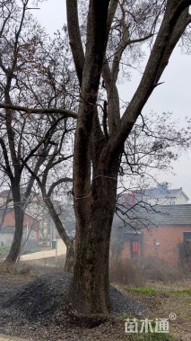 30年榆木出售