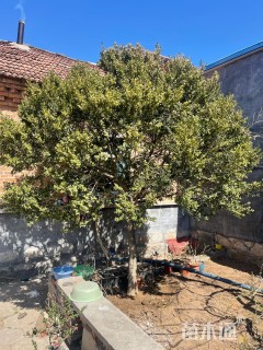 高度3500厘米瓜子黄杨