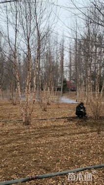 高度800厘米丛生河桦