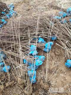 高度80厘米连翘