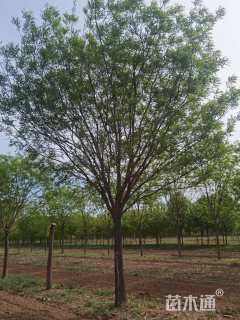 22公分槐树