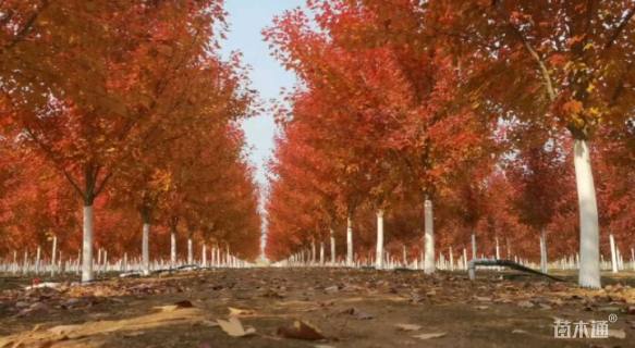 12公分美国红枫-红冠