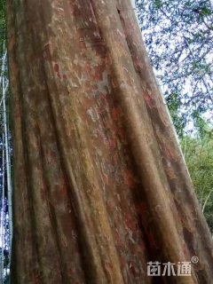 高度2000厘米马灵光