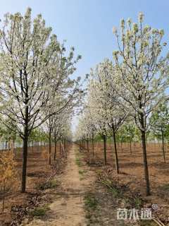 12公分彩叶豆梨