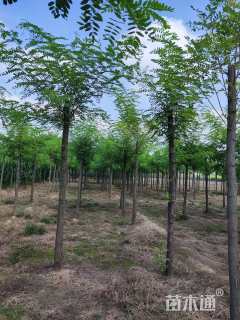 16公分嫁接香花槐