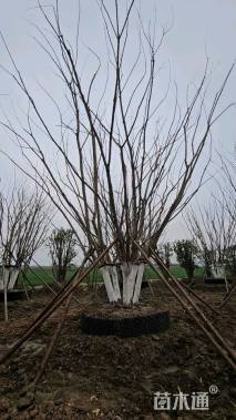 高度750厘米丛生元宝枫