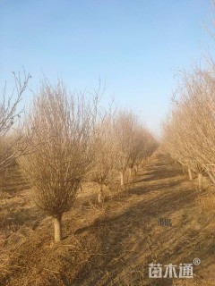 高度500厘米木槿