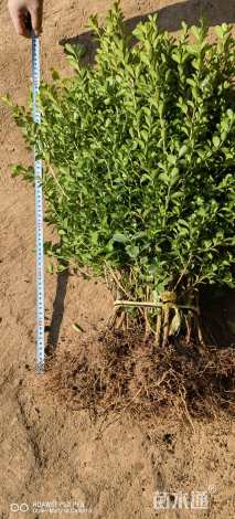 高度40厘米瓜子黄杨