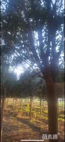 10公分大叶女贞