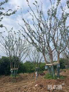90公分(5杆)丛生朴树
