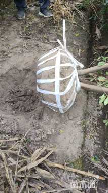 冠幅180厘米海桐球