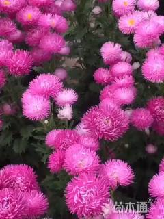 花草种子翠菊种子