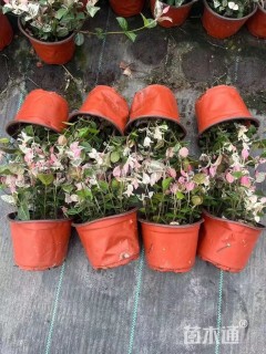 15厘米花叶络石