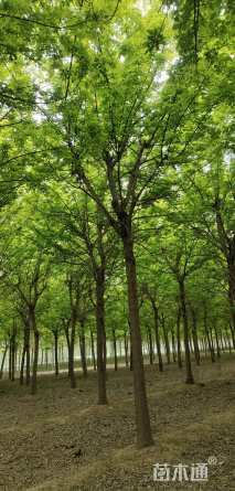 13公分金叶复叶槭