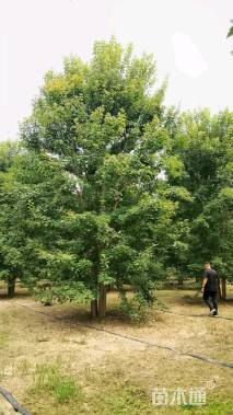 高度90厘米丛生红枫