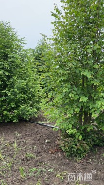 5公分欧洲小叶椴