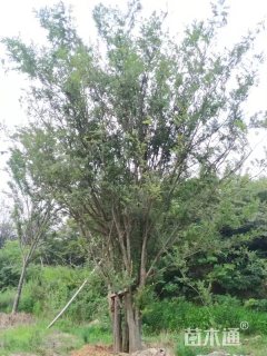 120公分丛生榔榆
