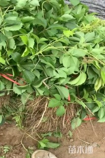 高度50厘米连翘