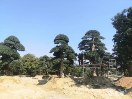 25公分日本罗汉松