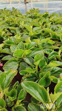 高度20厘米巨无霸海棠