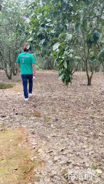 18公分(3杆)丛生香橼