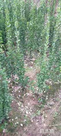 高度150厘米北海道黄杨