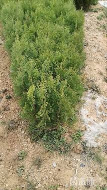 高度25厘米侧柏