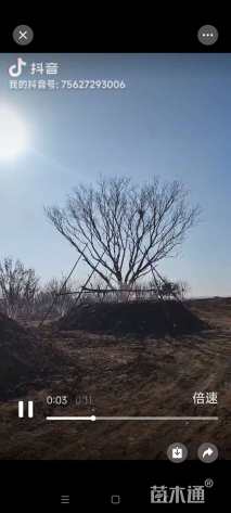 高度800厘米丛生五角枫