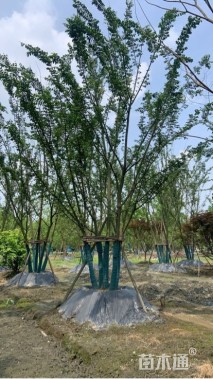 10公分(5杆)丛生朴树