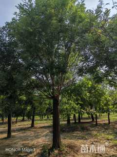 51公分国槐