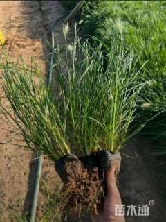 高度33厘米小兔子狼尾草